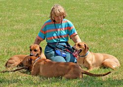 Ann Gates with her Ridgebacks