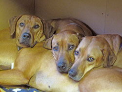 Ridgeback dogs