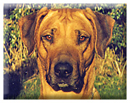 Ridgeback Bronte