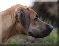 Maggie Mae Ridgeback