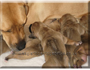 Ridgeback puppies
