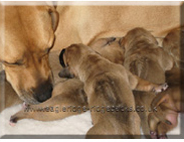 Ridgeback puppies