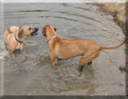 Eagleridge ridgebacks at the river