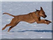 Eagleridge ridgebacks in the snow