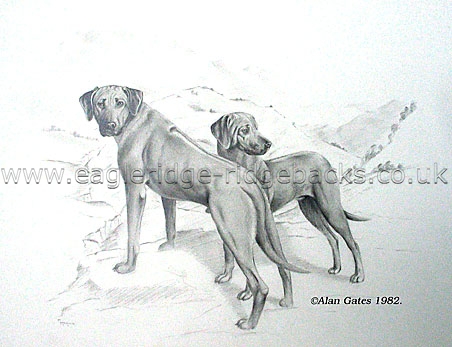 Sketch of Eagleridge Ridgebacks