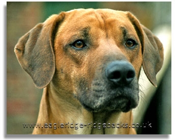 Eagleridge Damon Rhodesian Ridgeback