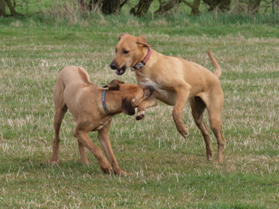 Playing Ridgeback dogs