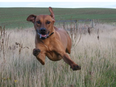 Running Ridgeback