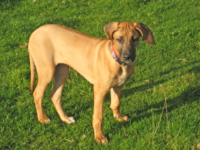 Eagleridge Ridgeback dogs