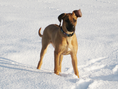 Ridgeback in the snow