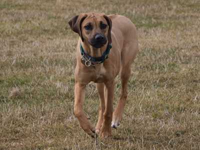 Maggie Mae ridgeback