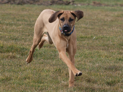 Action Ridgeback