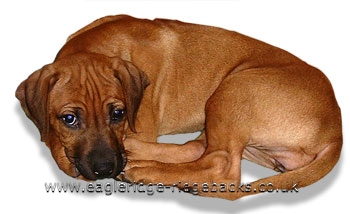 Rhodesian Ridgeback Puppy