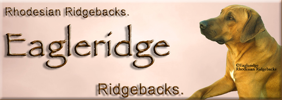 Eagleridge Otto Rhodesian Ridgeback