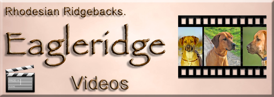 Videos of Eagleridge Ridgebacks